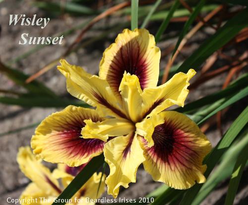 Wisley Sunset 3